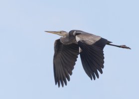 309A0449-DxO_grey_heron_flying.jpg