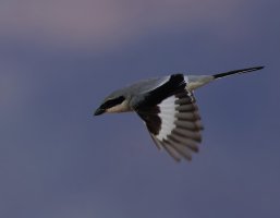 309A2233-DxO_great_grey_shrike_flying-te.jpeg