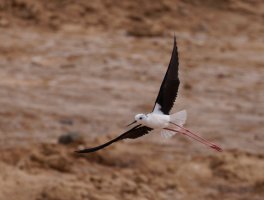 309A2102-DxO_black_winged_stilt_flying.jpg