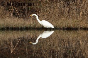 egret_2023_10.JPG