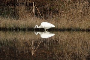 egret_2023_11.JPG
