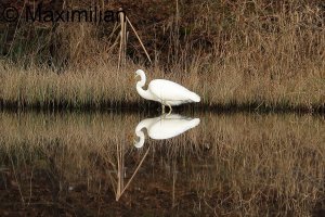 egret_2023_12.JPG