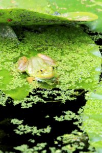 Ribbit.jpg