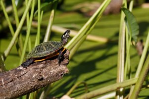 Turtle Yawn.jpg