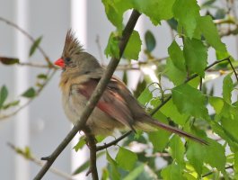 5D3_8993 ps3 fix2 - Copy.jpg 5D3_8993 ps3 fix2 - Copy.jpg