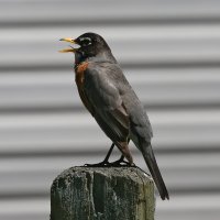 5D3_9005 ps3 fix - Copy.jpg 5D3_9005 ps3 fix - Copy.jpg