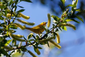 Yellow Warbler - K1A9329.jpg