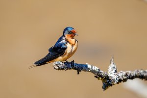 Barn Swallow - K1A9384.jpg