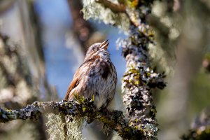 Song Sparrow - K1A9279.jpg