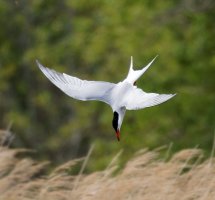 3R3A7889-DxO_tern_flying-ls-Smaut.jpg