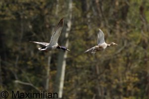 Mallard_BIF2023_02.JPG