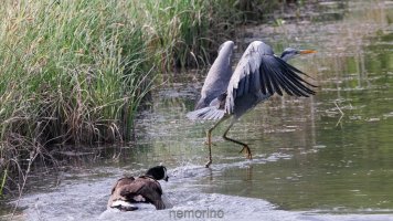 heronsbath_03.jpg