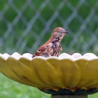 5D3_9899 picasa fix 1 - Copy.jpg