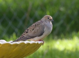 5D3_9374 picasa crop - Copy.JPG