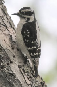 5D3_9477 ps3 fix-topaz-denoise-enhance-sharpen.jpg