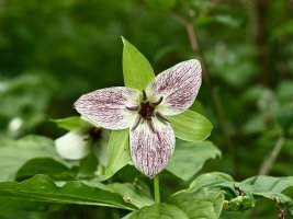 Trillium erectum near Waynesville View 6729 resized.JPG