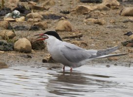 309A4843-DxO_tern+fish_1000mm-ls-tes.jpeg
