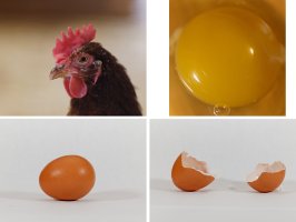 Chicken Egg originals.jpg