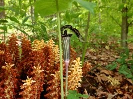 Jack in the Pulpit (Arisaema triphyllum) and Squaw Root (Conopholis Americana), Steestachee Ba...JPG