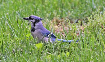 5D3_0087 picasa ps3 fix - Copy.jpg