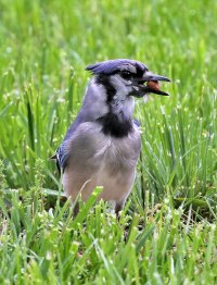 5D3_0091 picasa ps3 fix - Copy.jpg