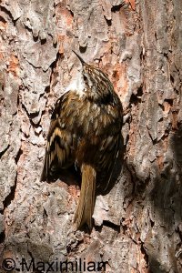 treecreeper_2023_06.JPG