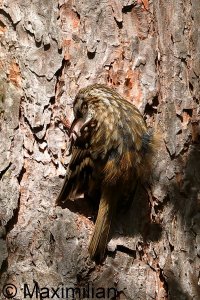 treecreeper_2023_07.JPG
