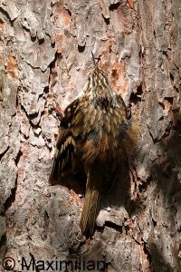 treecreeper_2023_08.JPG