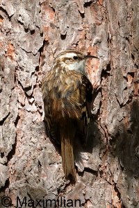 treecreeper_2023_09.JPG