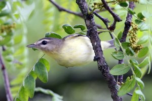 5D3_0690 picasa crop-topaz-enhance - Copy ps3 fix.jpg