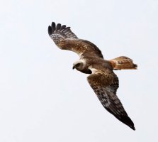 309A5299-DxO_Marsh_harrier-lste crop.jpg