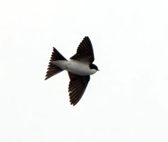 309A5285-DxO_House_Martin-te.jpeg