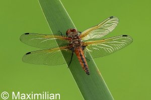 scarce_chaser_2023_01.JPG