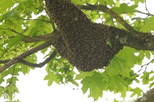 bees_2023_01.JPG