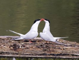 309A5719-DxO_Terns_courting_te.jpeg