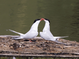Terns_Courting.gif