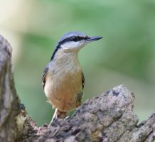 309A5798-DxO_Nuthatch.jpg