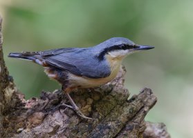 309A5822-DxO_Nuthatch.jpg