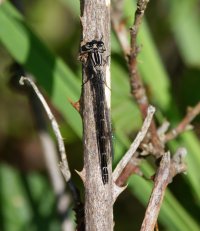 309A5649-DxO_immature_female_common_blue_damselfly_blue_form.jpg