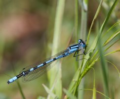 309A5738-DxO_Common_blue_damselfly.jpg