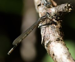 309A5743-DxO_Immature_male_Common_blue_damselfly.jpg