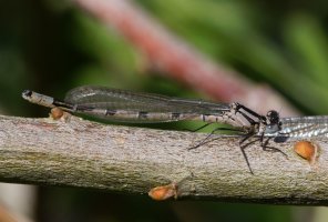 309A5785-DxO_Immature_male_Common_blue_damselfly.jpg