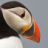 PuffinPicture