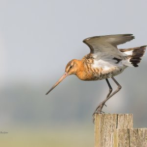 Birds of the Netherlands