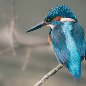 Kingfisher