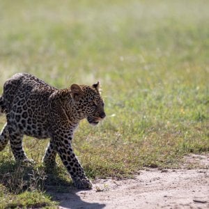Leopard youngster