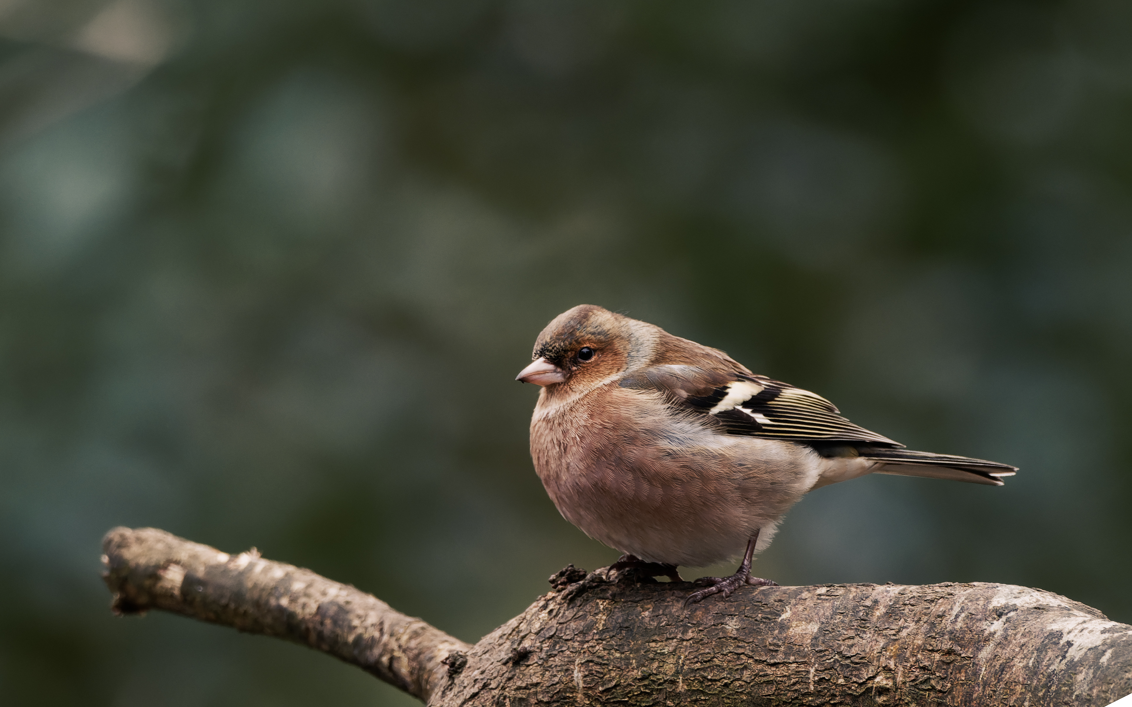 Chaffinch