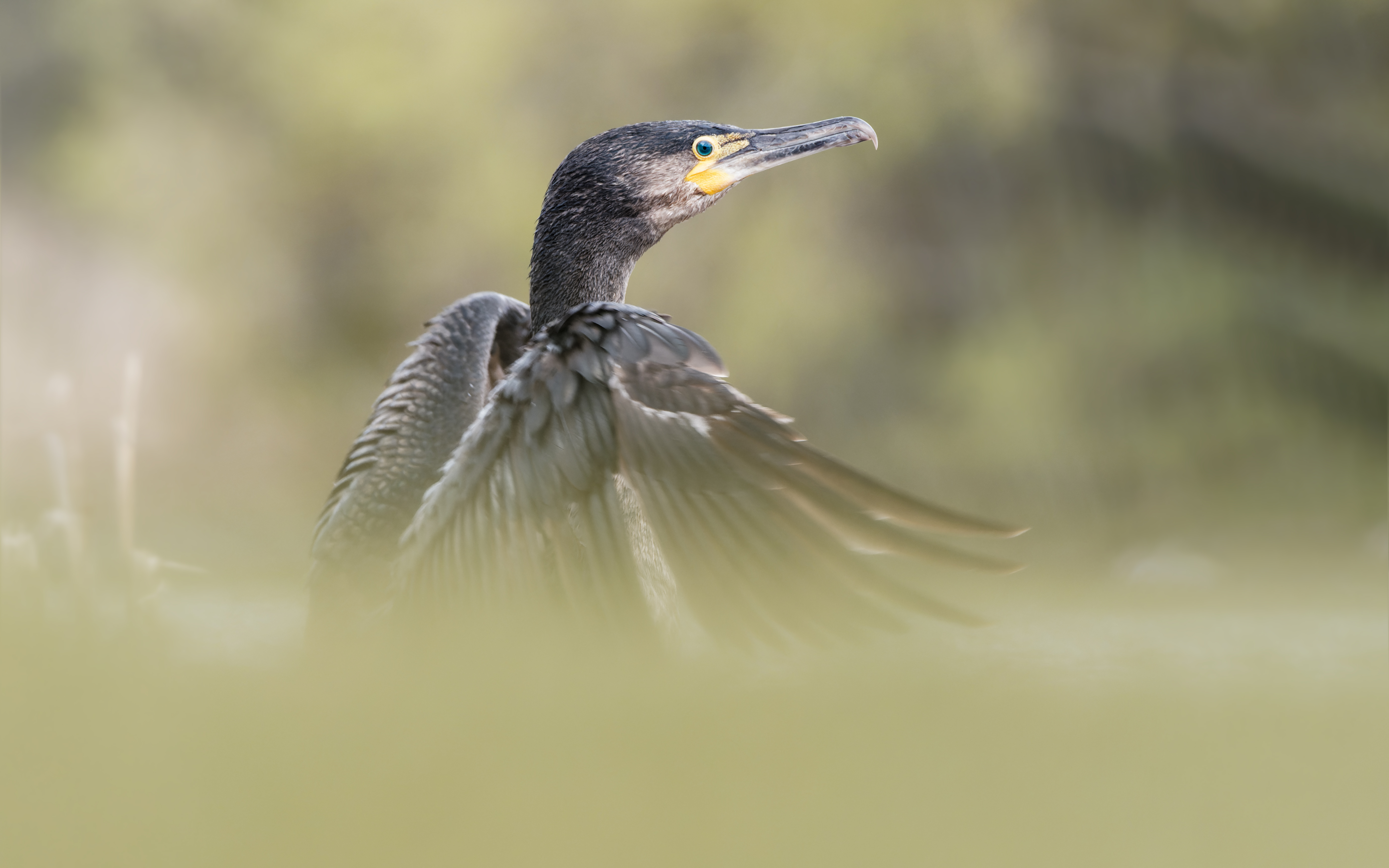 Cormorant