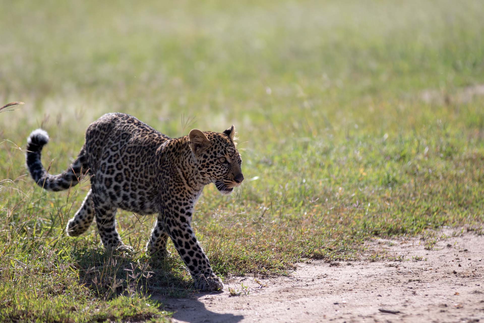 Leopard youngster