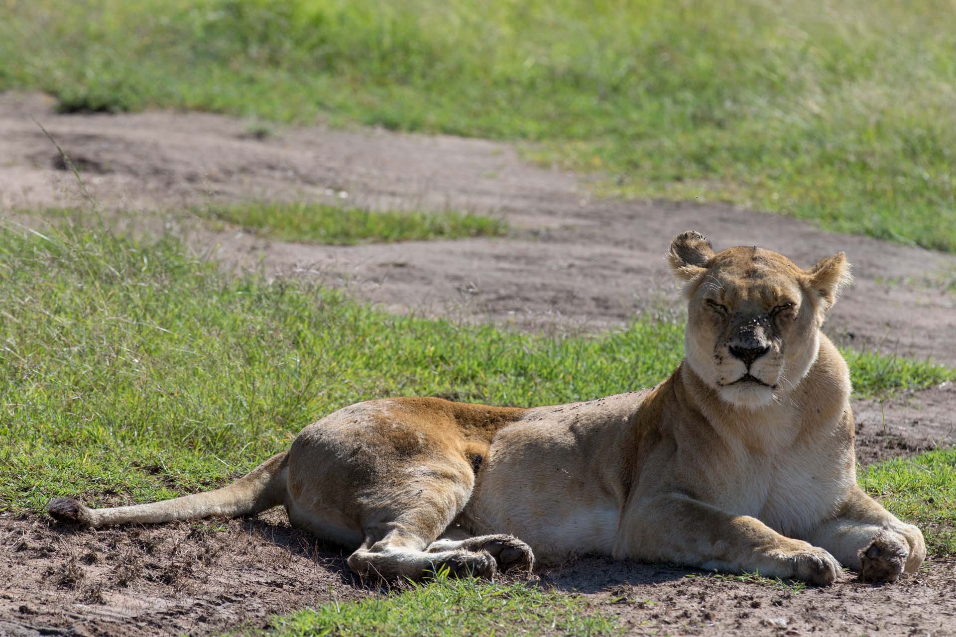 Lioness looking up